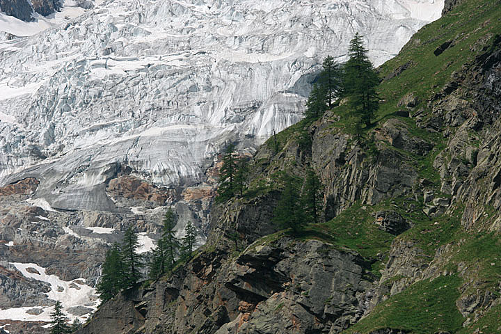 il Gran Paradiso e i suoi animali